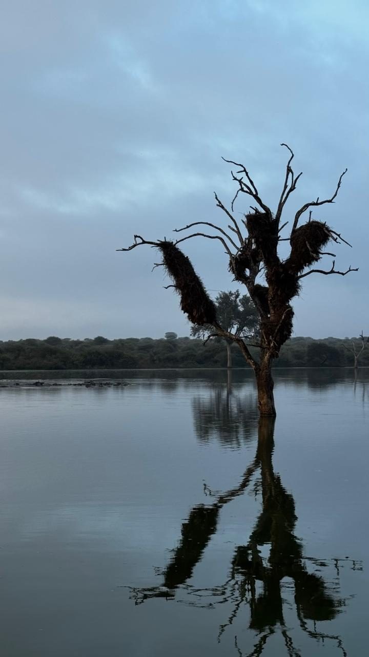 Árvore seca com ninhos refletida no lago