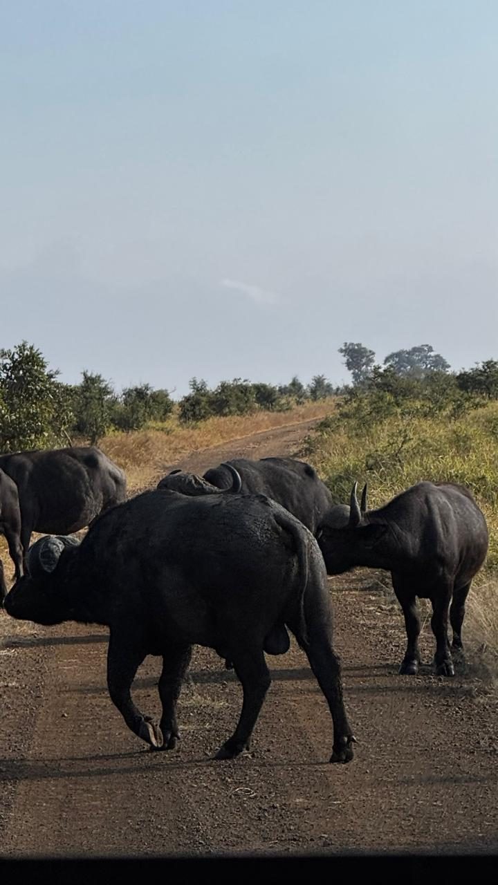 Búfalos atravessando a estrada de terra