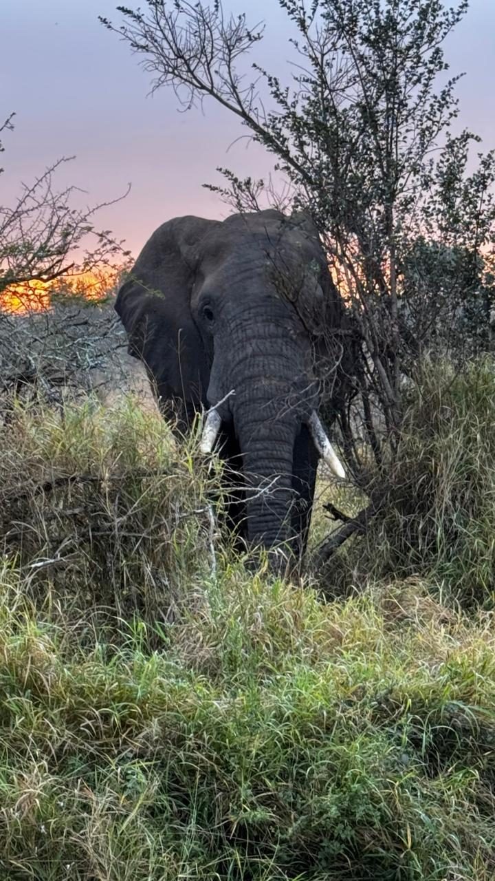 Elefante entre arbustos com o céu do entardecer ao fundo