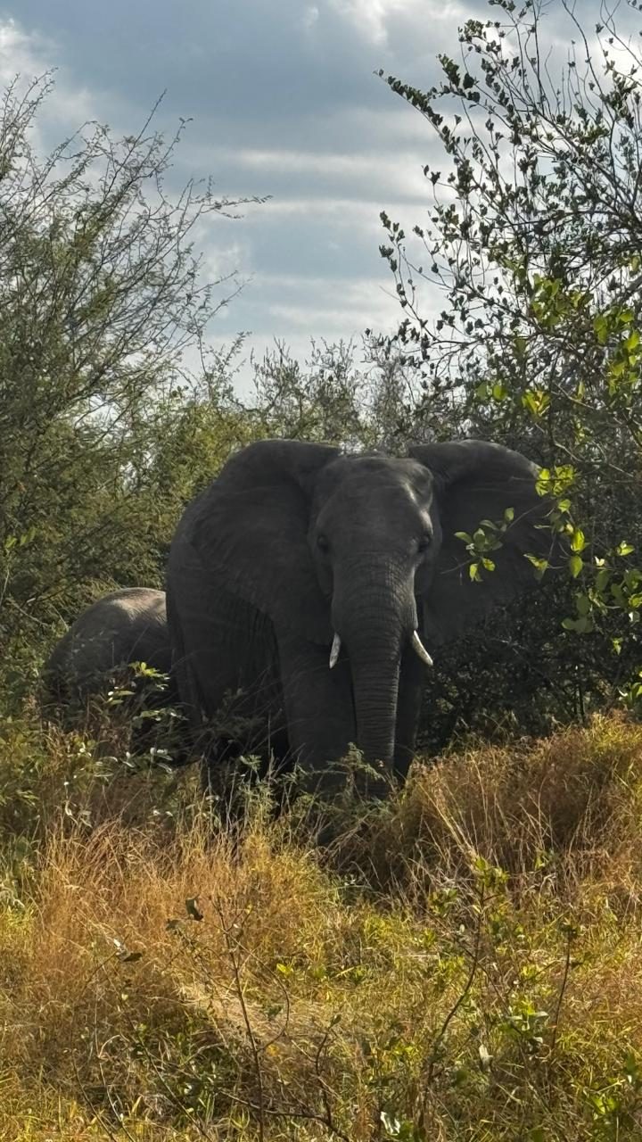 Elefante com presas saindo dos arbustos