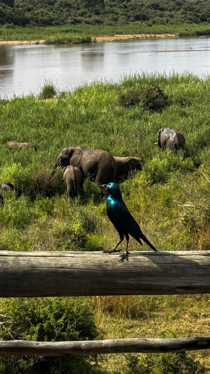 Estorninho azul brilhante na cerca com elefantes ao fundo