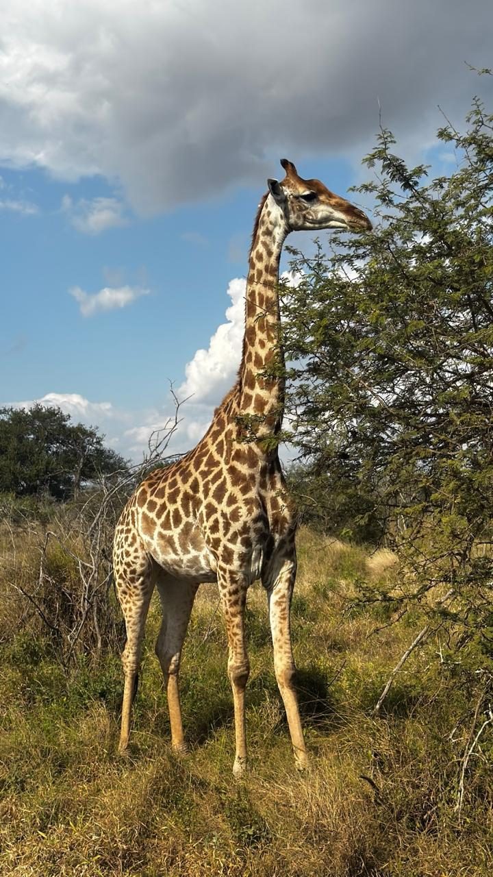 Girafa de perfil ao lado de uma acácia, com céu azul