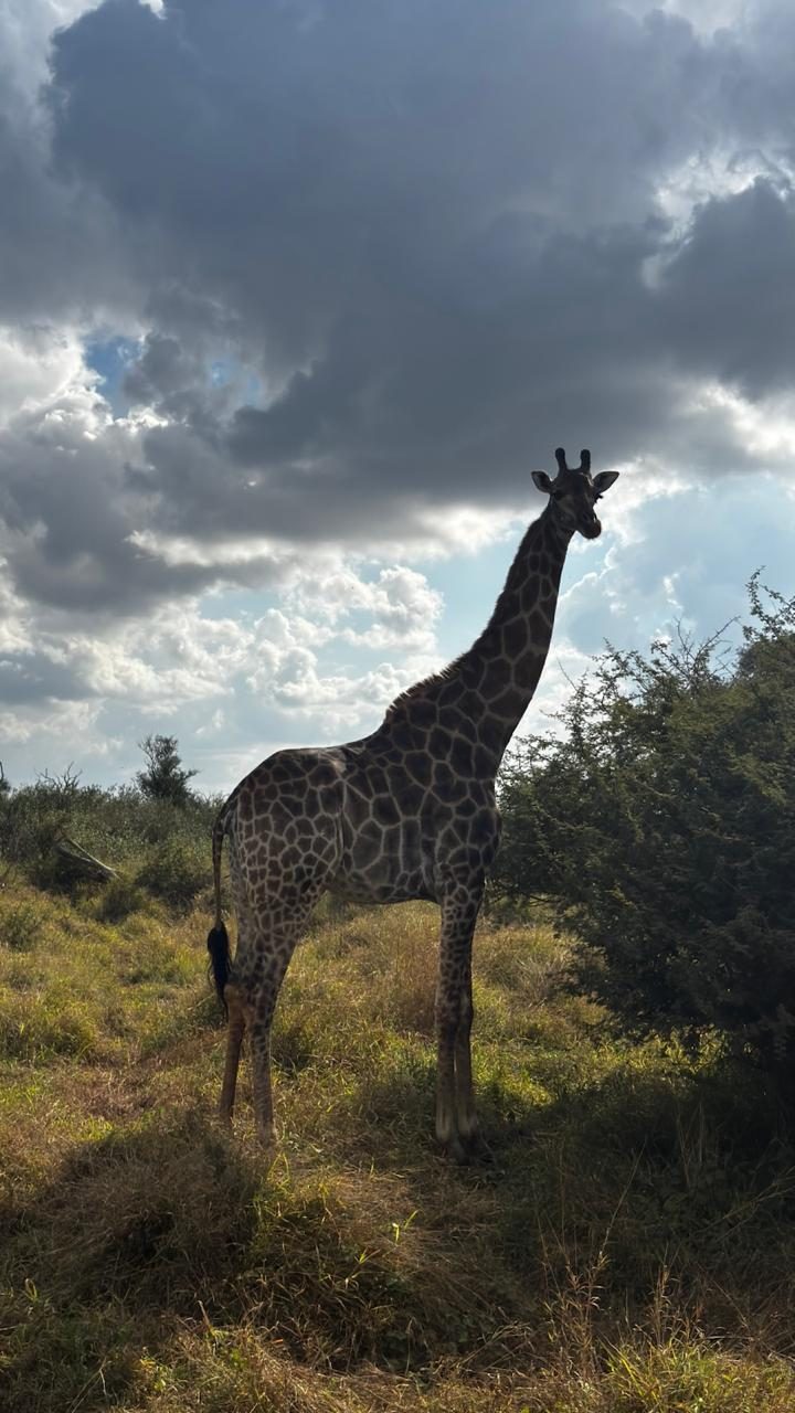 Girafa contra um céu de nuvens carregadas