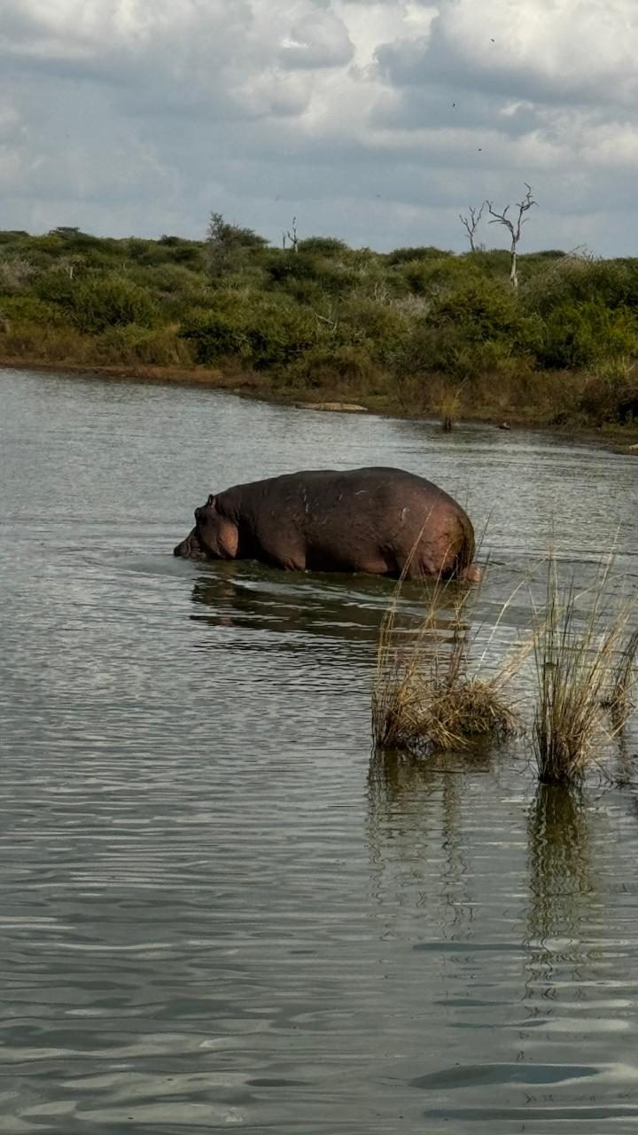 Hipopótamo entrando no lago