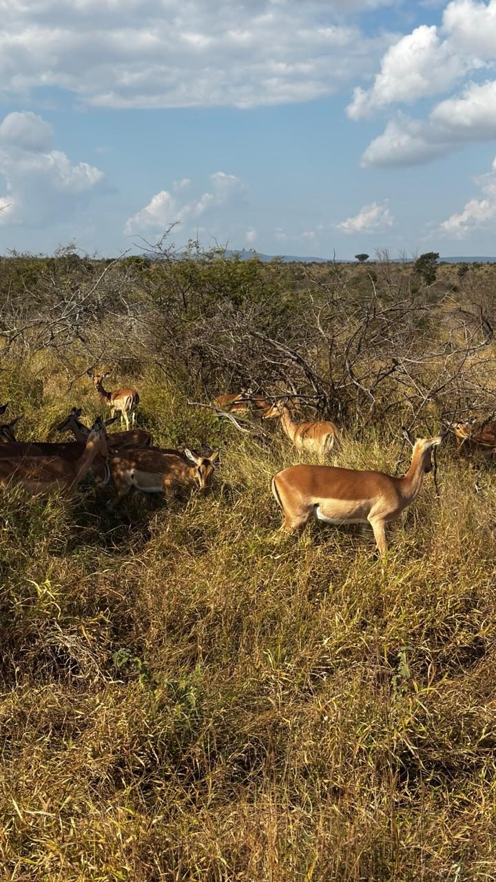 Grupo de impalas no capim alto
