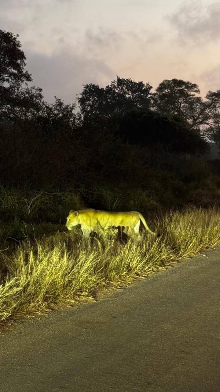 Leoa caminhando no capim antes do amanhecer
