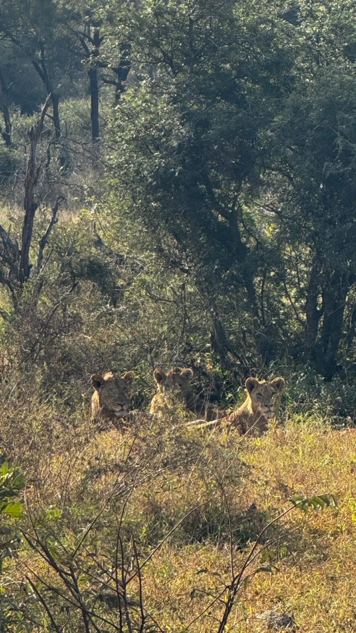 Três leoas espiando por cima do capim