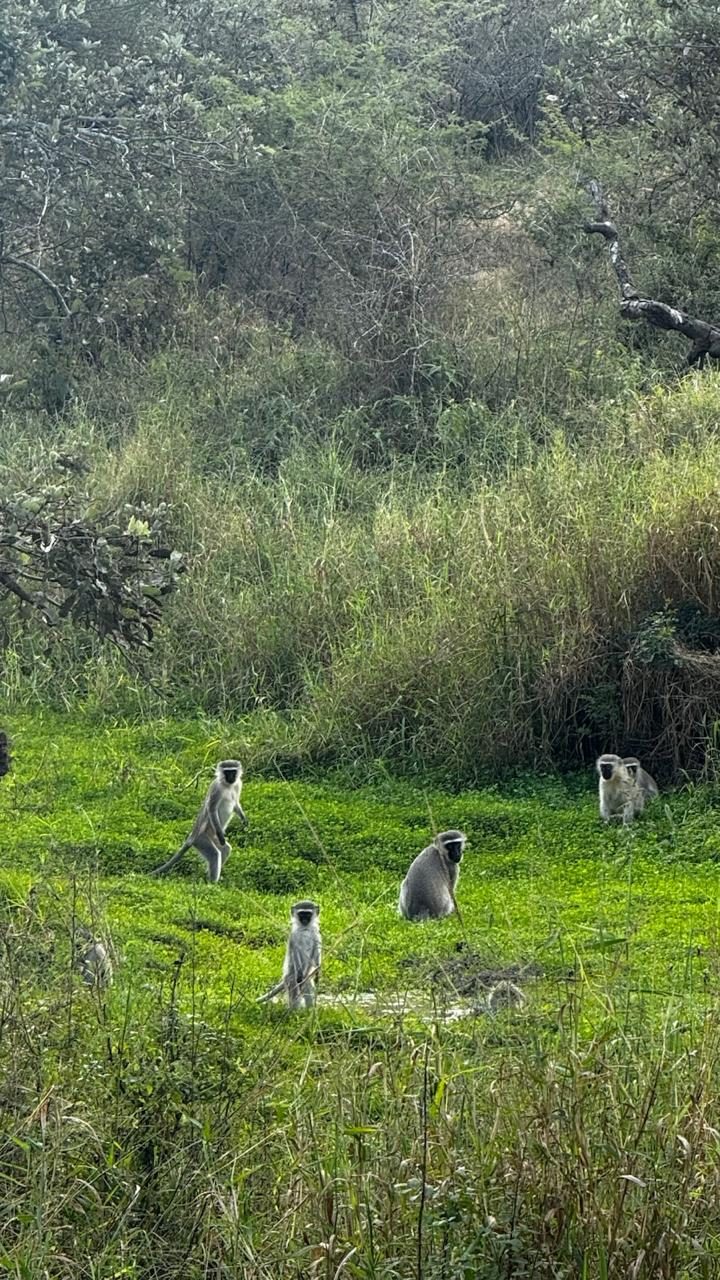 Macacos-vervet num campo verde