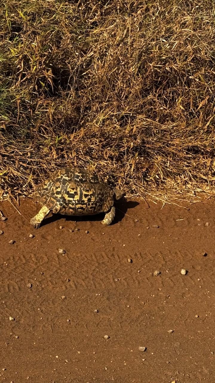 Tartaruga-leopardo atravessando a estrada de terra