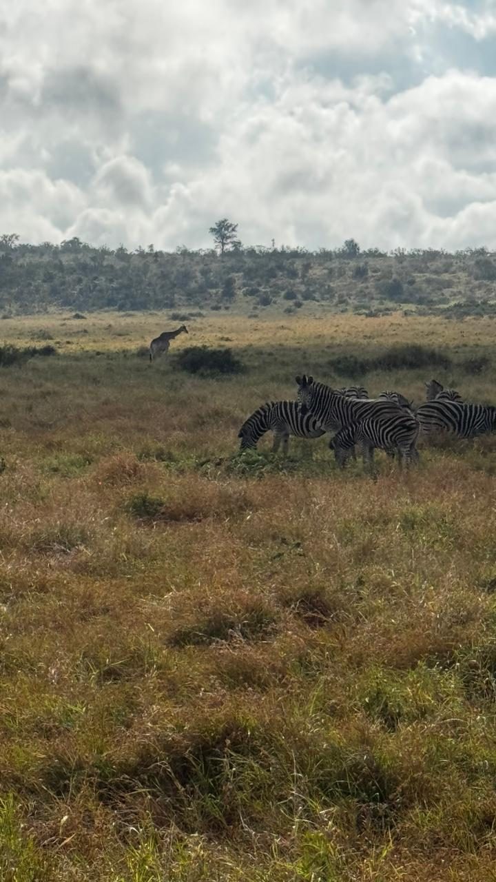 Zebras pastando com uma girafa ao fundo